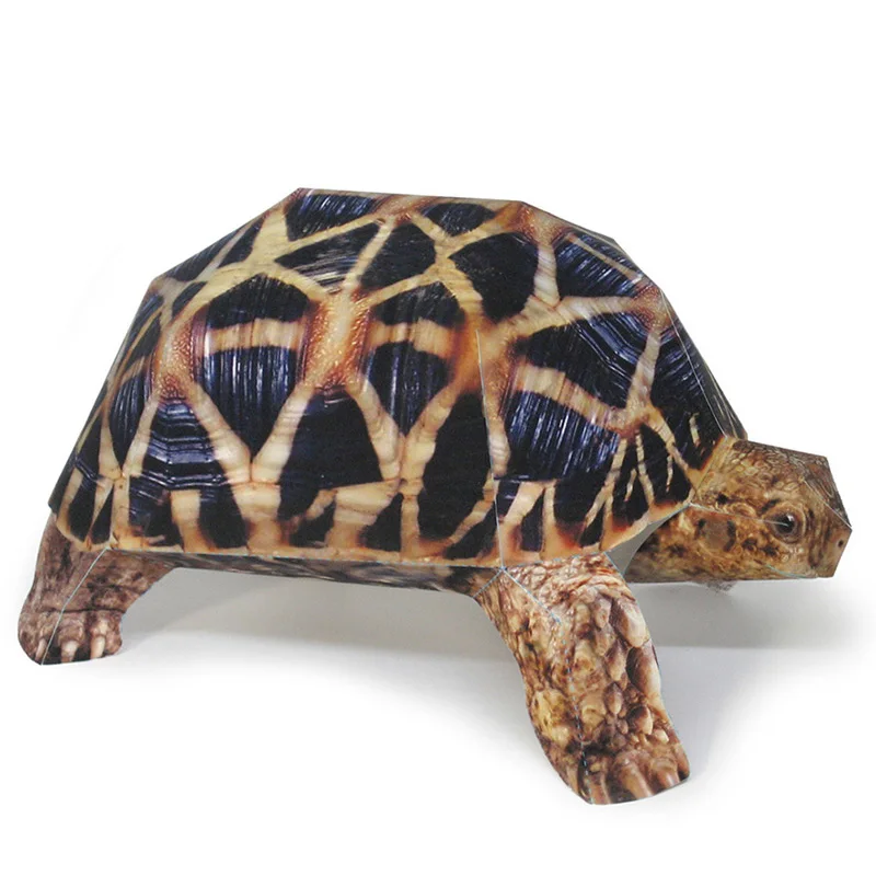 Art Craft With Cardboard - Modèle de tortue étoile indienne en