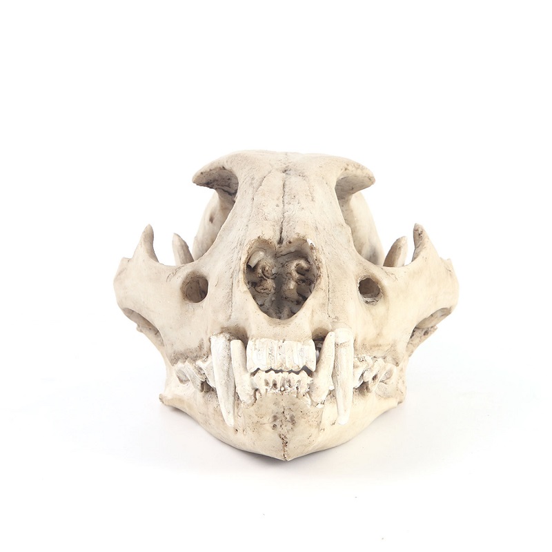 Crâne de léopard en résine, mo - Art Craft Zoo avis et prix
